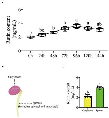 Molecular mechanisms of flavonoid accumulation in germinating common bean (Phaseolus vulgaris) under salt stress